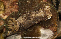 Chromodoris Mandapamensis
 by Gabriele Pastonchi 